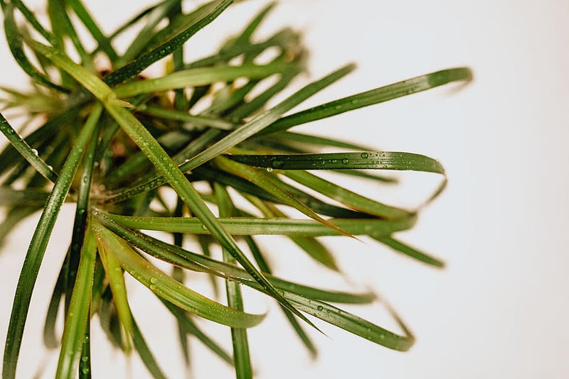 dracaena marginata