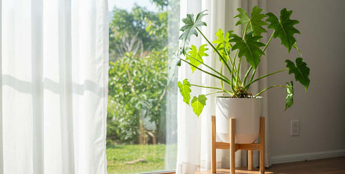 DIY Philodendron Soil Mix for Vibrant Growth