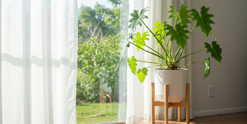 DIY Philodendron Soil Mix for Vibrant Growth