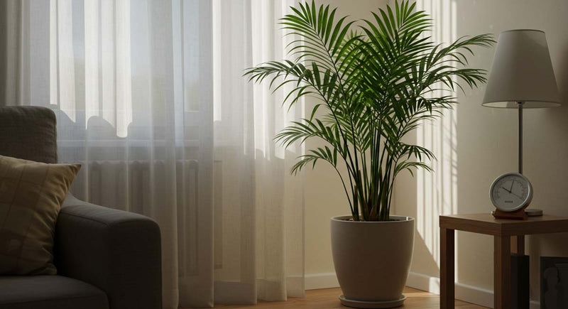 Managing Humidity for Healthy Indoor Palms