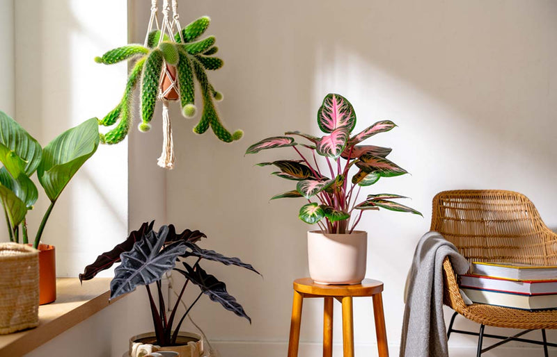 Discovering Unique and Rare Houseplants