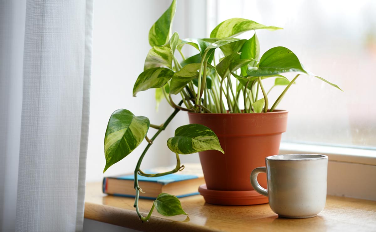 wild pothos Pothos 
