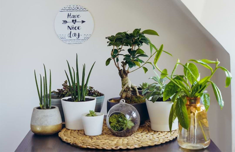 What Does Bonsai Mean?