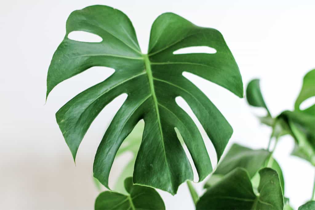 What's the Difference Between a Monstera and a Split-Leaf Philodendron   Houseplant Resource Center