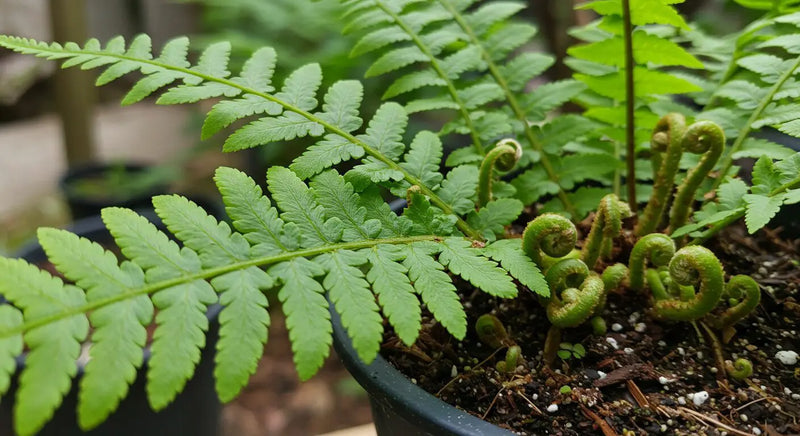 Step-by-Step Guide to Fern Propagation for Beginners
