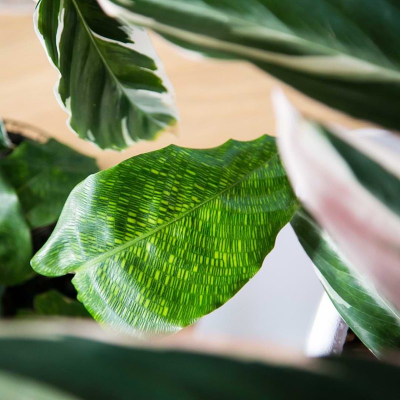 Calathea Musaica Plant Care Houseplant Resource Center