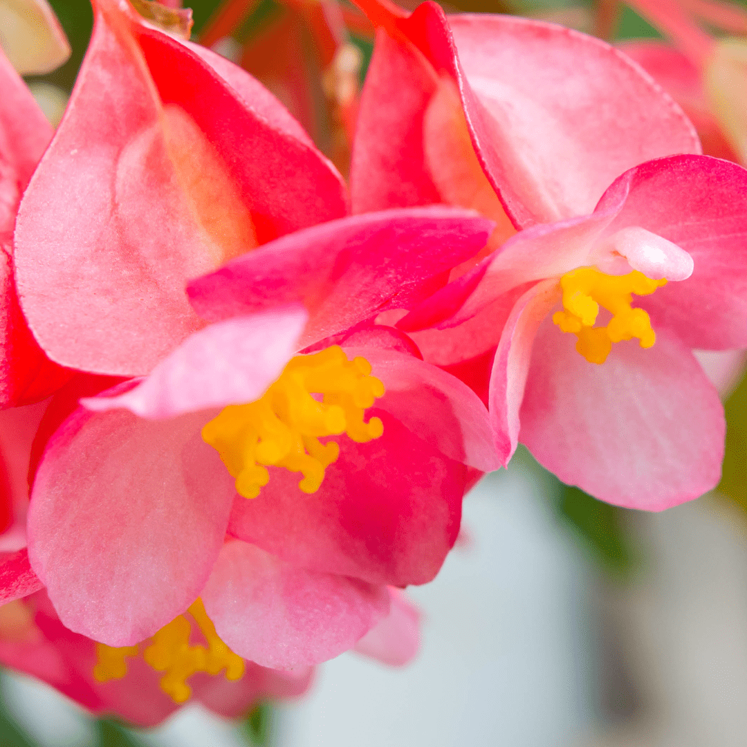 How To Propagate Angel Wing Begonias