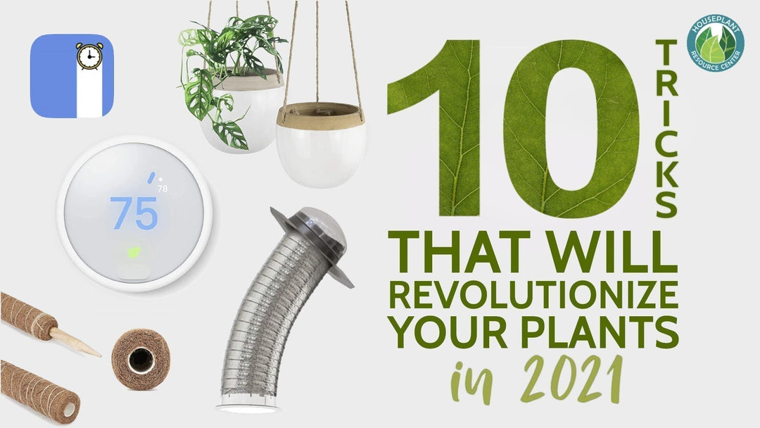 houseplants in 2021
