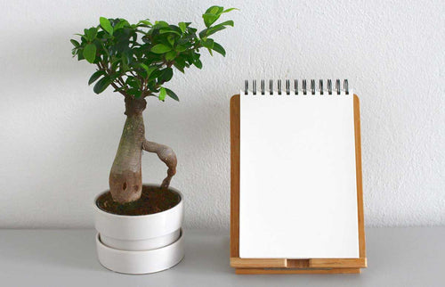 3 Important Lessons I Learned From a Bonsai Tree