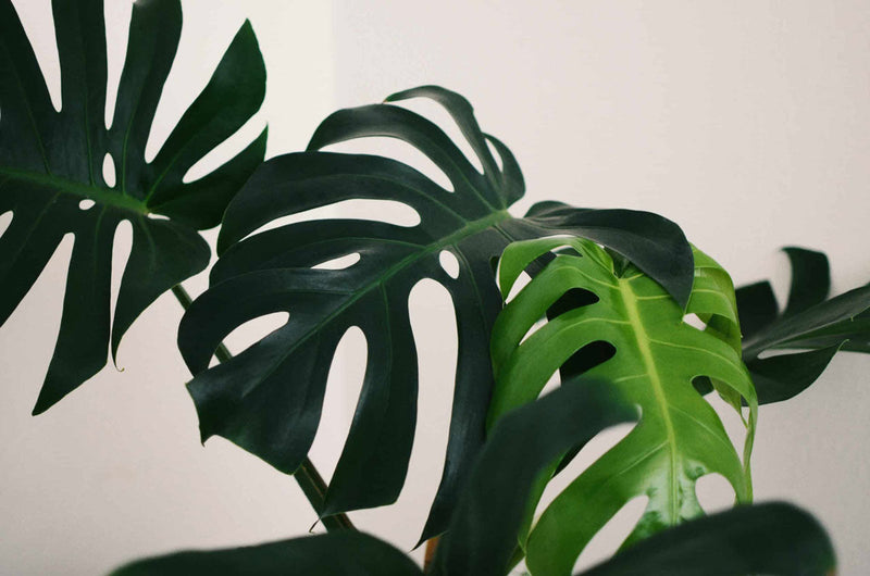 4 Signs Your Monstera Needs More Light  Houseplant Resource Center