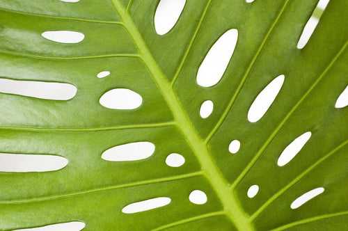 4 Signs Your Monstera is Overwatered - Monstera Resource Center