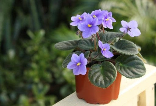 6 Steps to Master African Violet Repotting