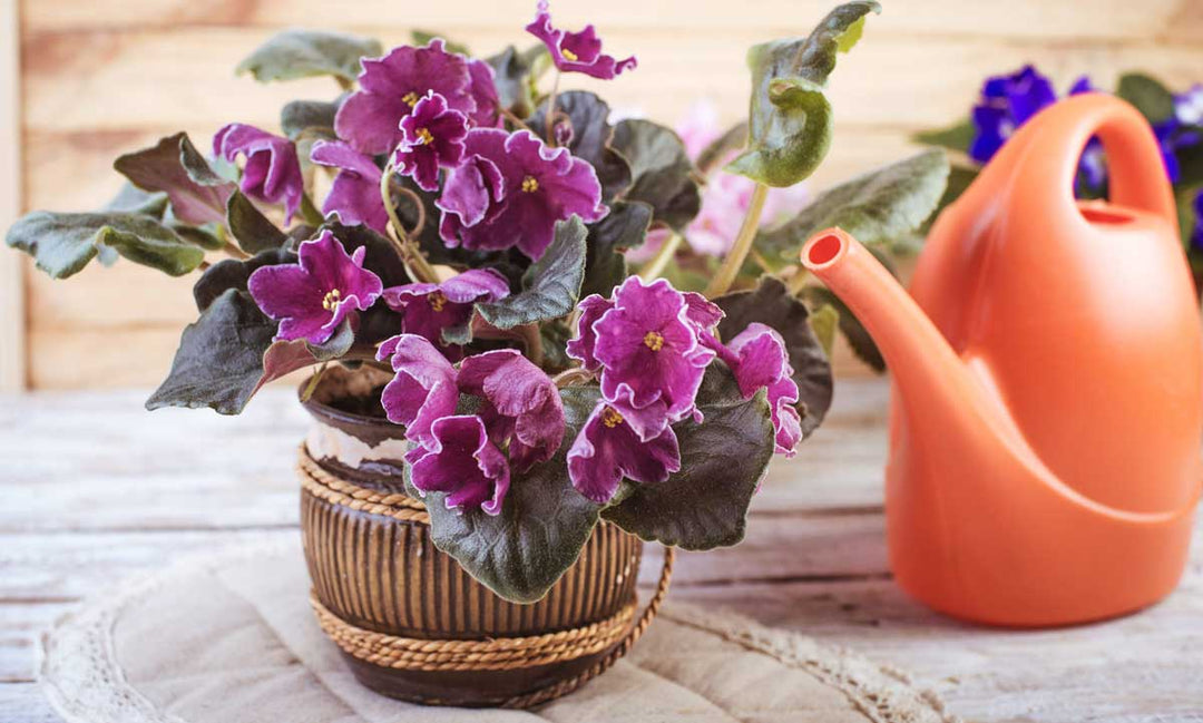 7 Little Known Facts About African Violet Flowers