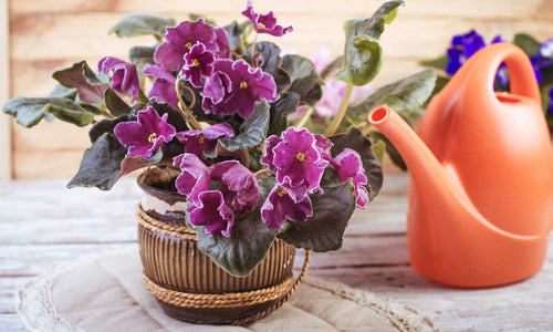 7 Little Known Facts About African Violet Flowers