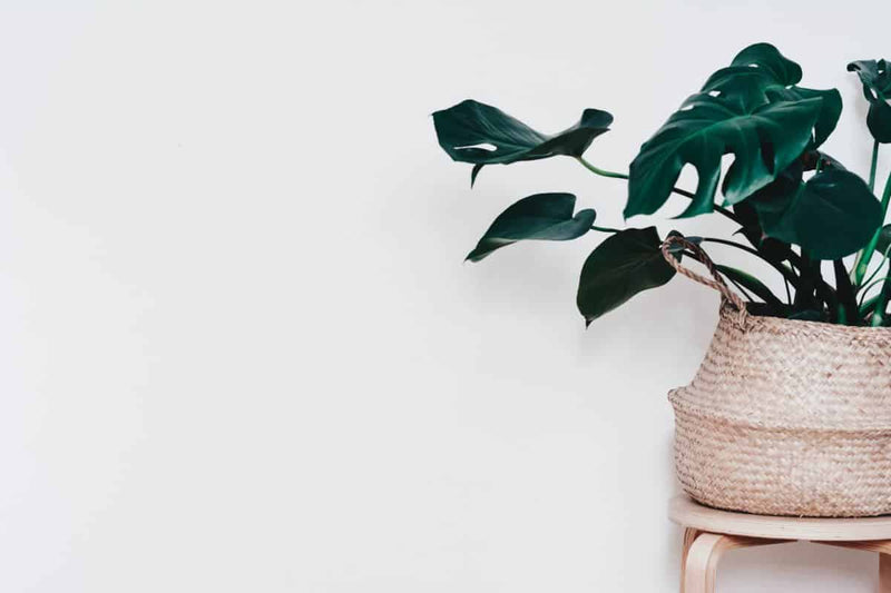 A Houseplant Icon: History of Monstera