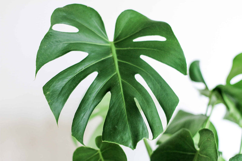 split leaf monstera deliciosa Monstera Deliciosa Plant