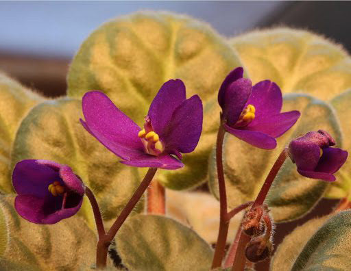 African Violet Leaves Curling: What Your Plant Is Telling You