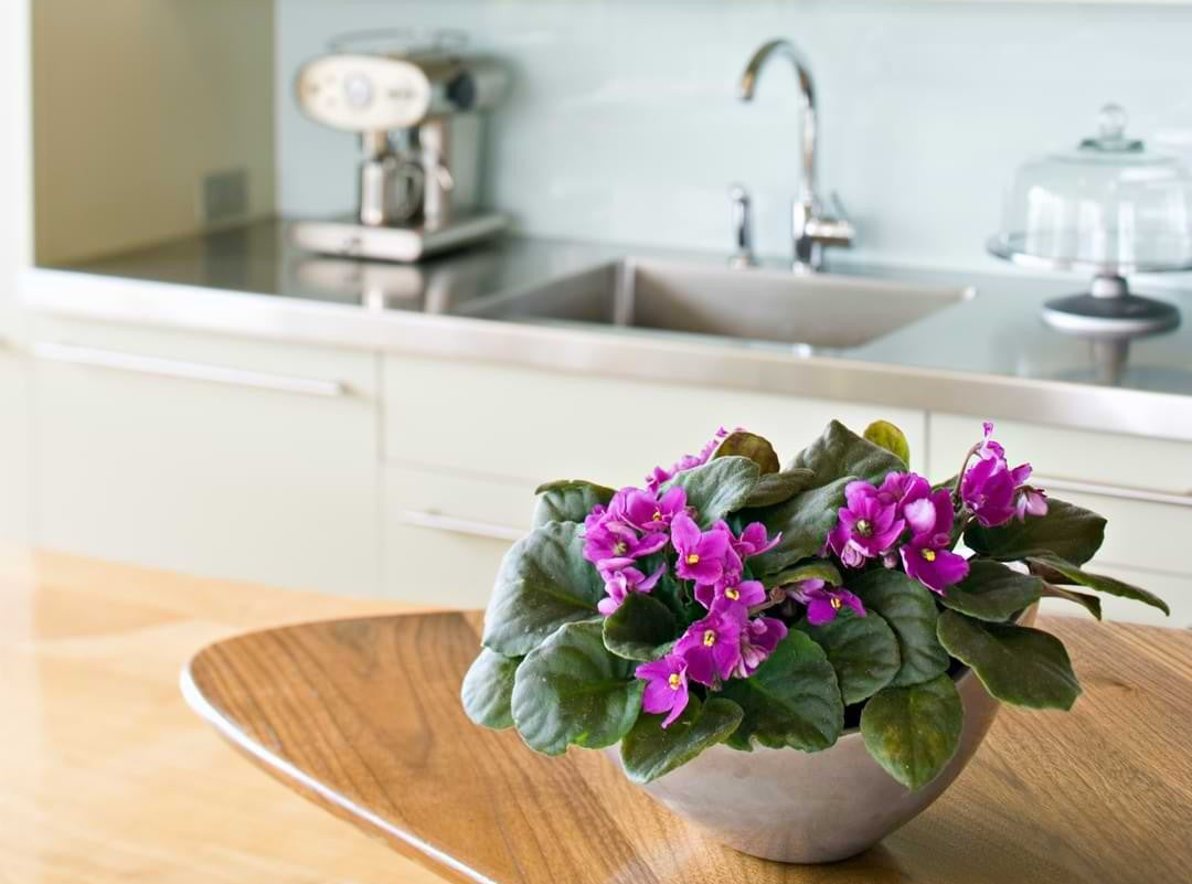 African Violet Care Indoors: 8 Rookie Moves to Avoid