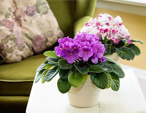 7 Tips to Keep Your African Violet Garden Blooming