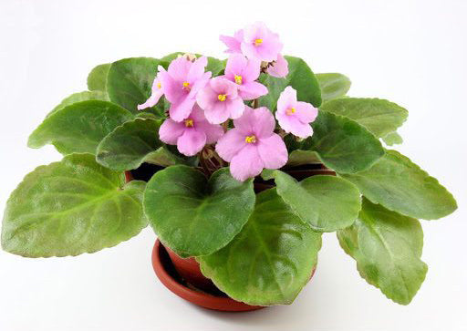 8 Tricks to Get Your African Violet to Bloom Again