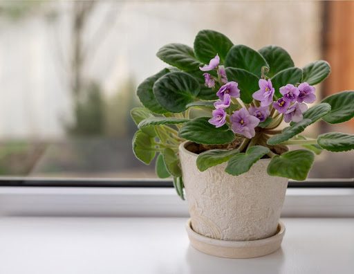 African Violet Potting Soil