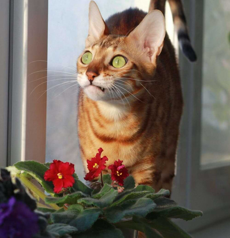The 411 on African Violets and Cats