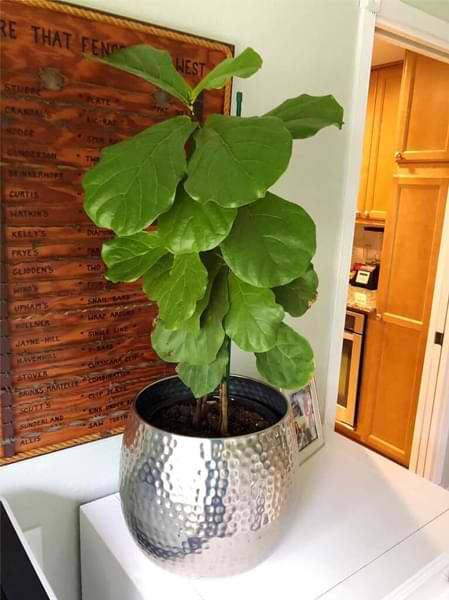 How Dry Is Too Dry? When to Water Your Fiddle Leaf Fig Tree