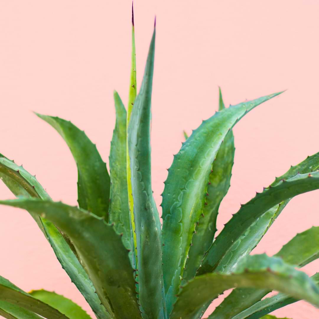 Aloe Plant