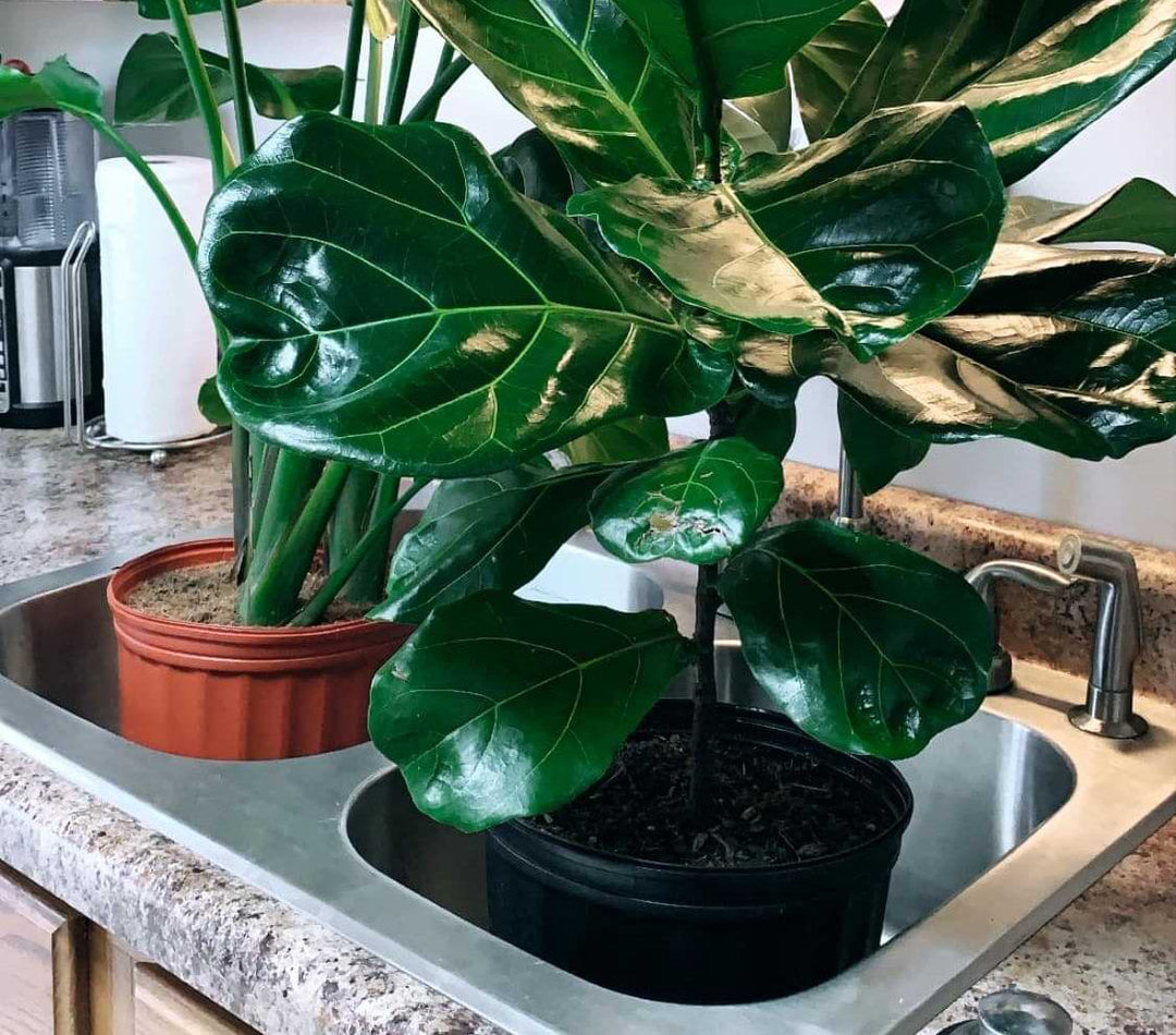 Bottom Watering