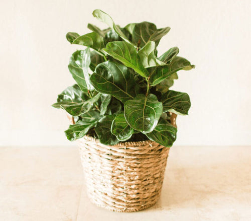BLOG PLANOLY PHOTOS