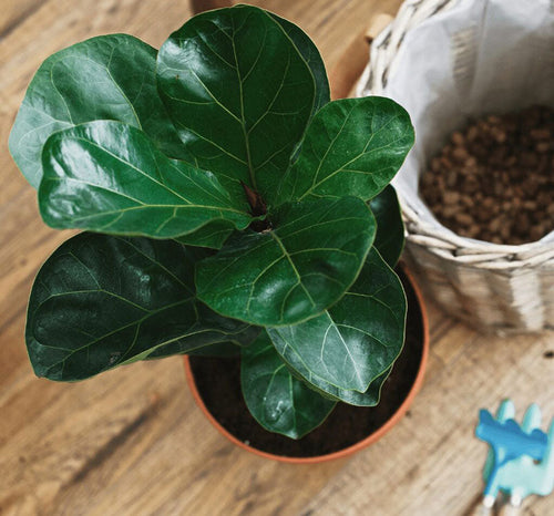 Aerating Your Soil for a Healthier Fiddle Leaf Fig Plant