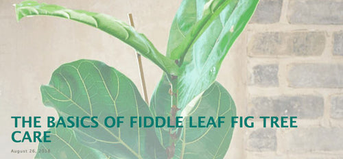 Fiddle Leaf Fig Plant Resource Featured By Invincible Happy Houseplants