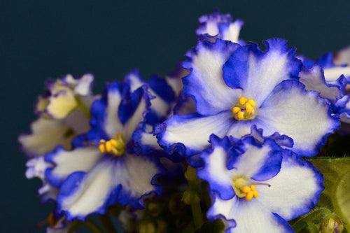 Bottoms Up! The Best African Violet Watering Methods for a Happy Houseplant