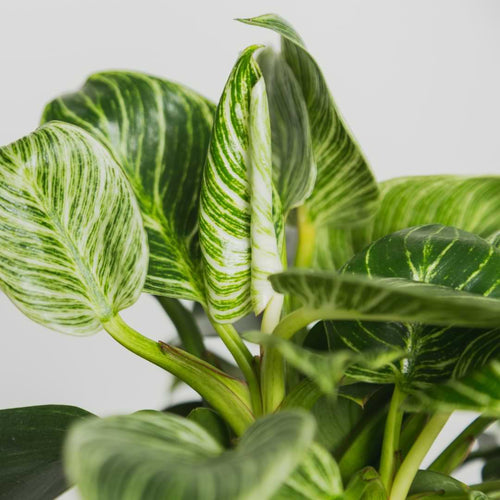 Read more and with just a few simple tips on Birkin plant care, you can keep your plants healthy and growing.