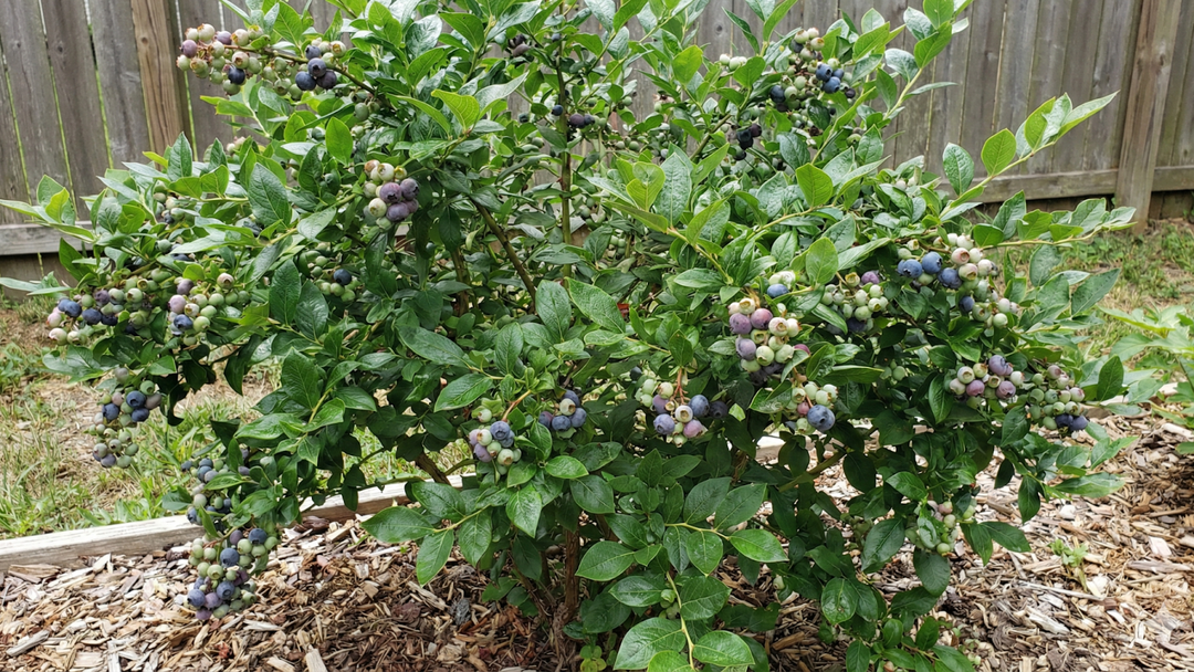 How I Choose the Best Fertilizer for Blueberry Bushes in Pots and Beds