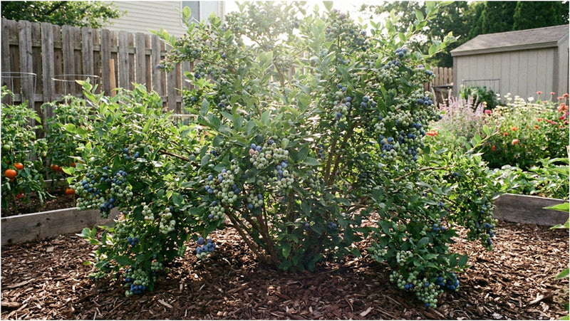 Fertilizing Blueberry Bushes