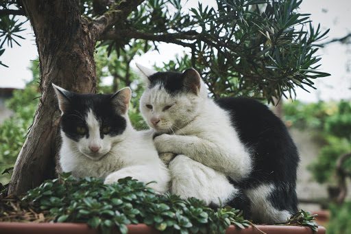 Bonsai Trees for Cats: A Guide to Feline-Friendly Growing