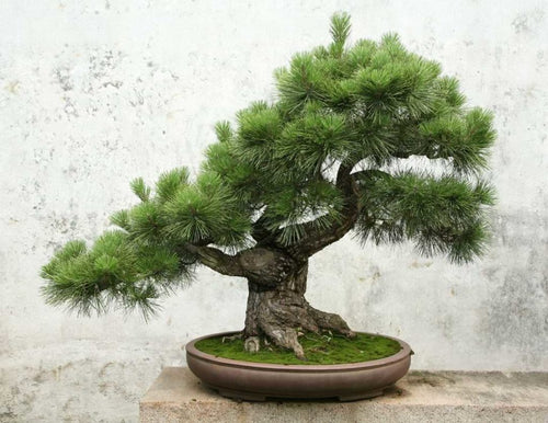 5 Easy Tips To Master Advanced Bonsai Tree Care