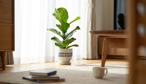 Brown Spots on Fiddle Leaf Figs: Causes & Fixes