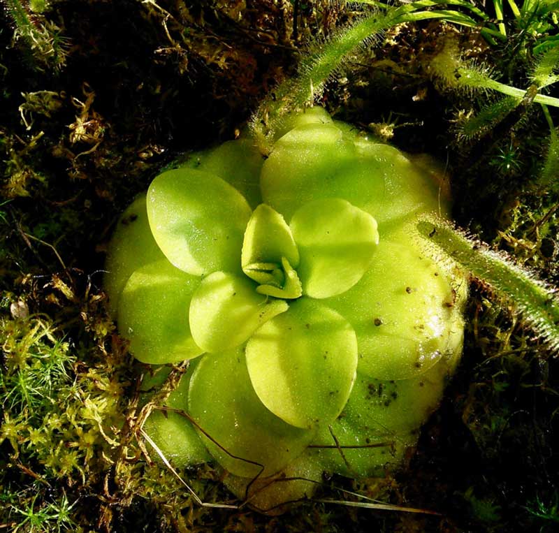 Butterwort Plant Care Tips for Happy Indoor Growth