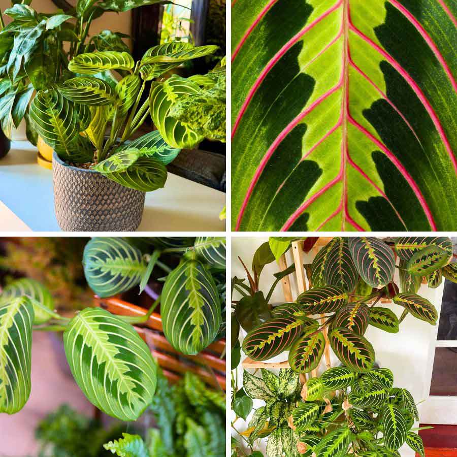 Calathea Plants