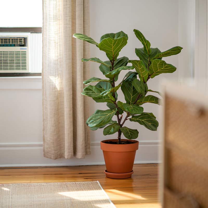 Can Fiddle Leaf Figs Survive Near AC Units?