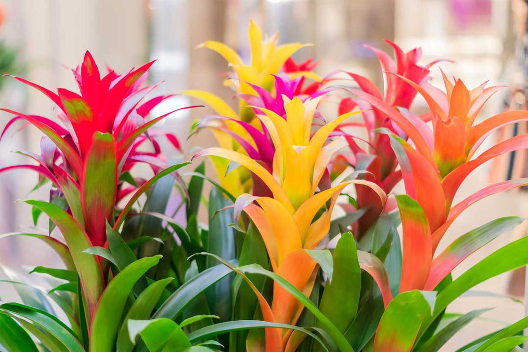 Care for Bromeliads