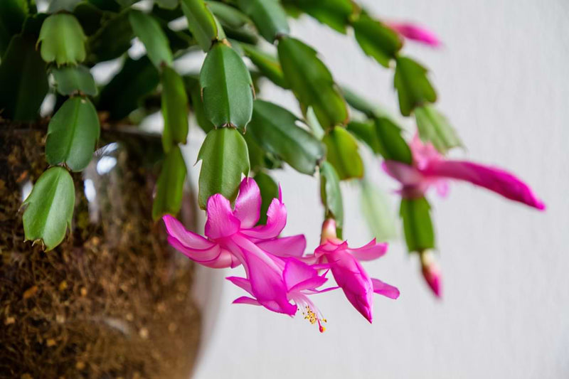 Christmas Cactus