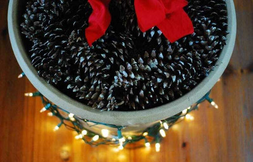Deck the Halls (And Your Fiddle Leaf Fig Tree!) This Christmas Season