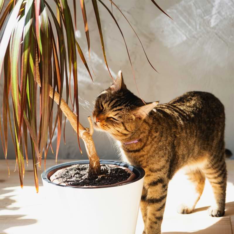 The Ultimate Guide To Dracaena Marginata Care and Pet Safety