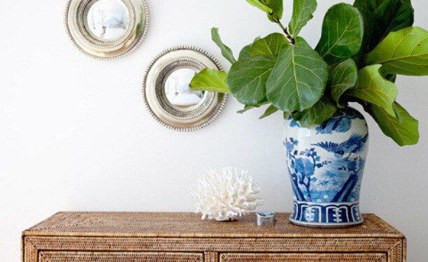 How to Clean Your Fiddle Leaf Fig Leaves (Video)