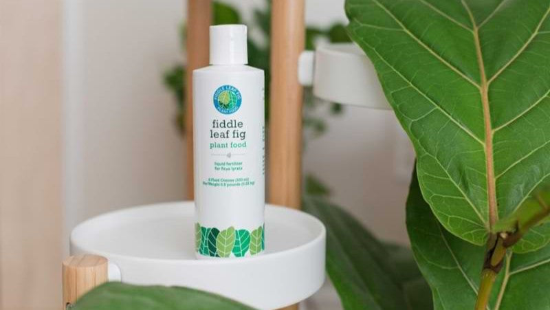 Fiddle Leaf Fig Plant Food. Highly Effective Fiddle Leaf Fig Owners