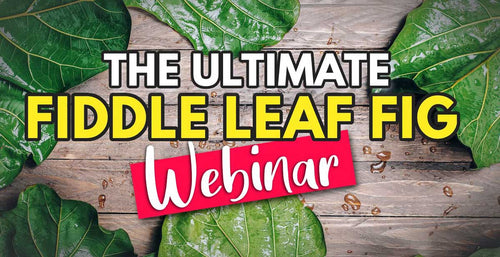 Register Now for Fiddle Leaf Fig Plant Care 101 (Webinar)