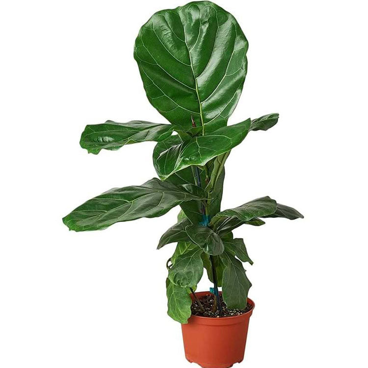 How to Shop for a Fiddle Leaf Fig Tree in Store or Online (And Choose a Healthy Plant)